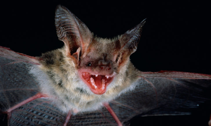 Evening bats Archives - All About Bats