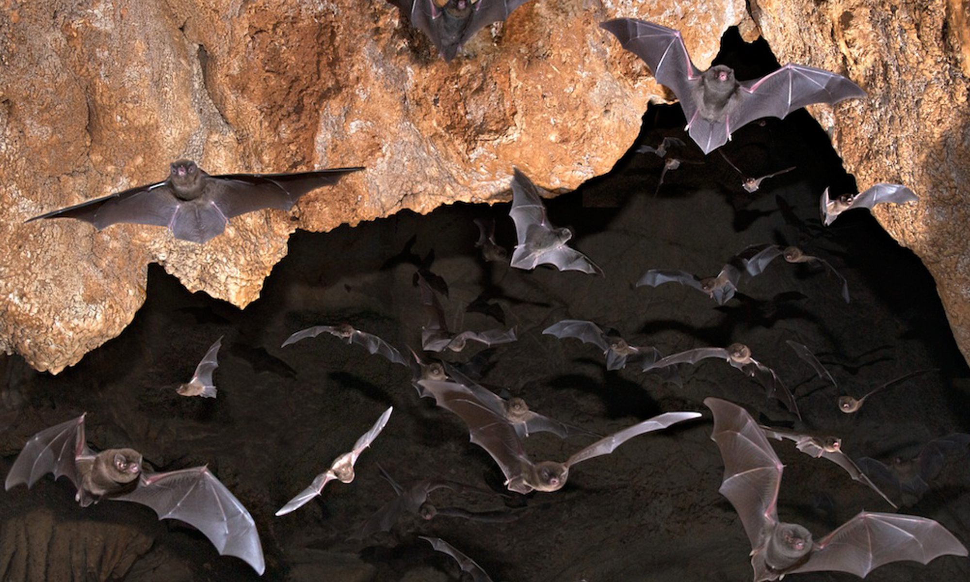 Habitat All About Bats